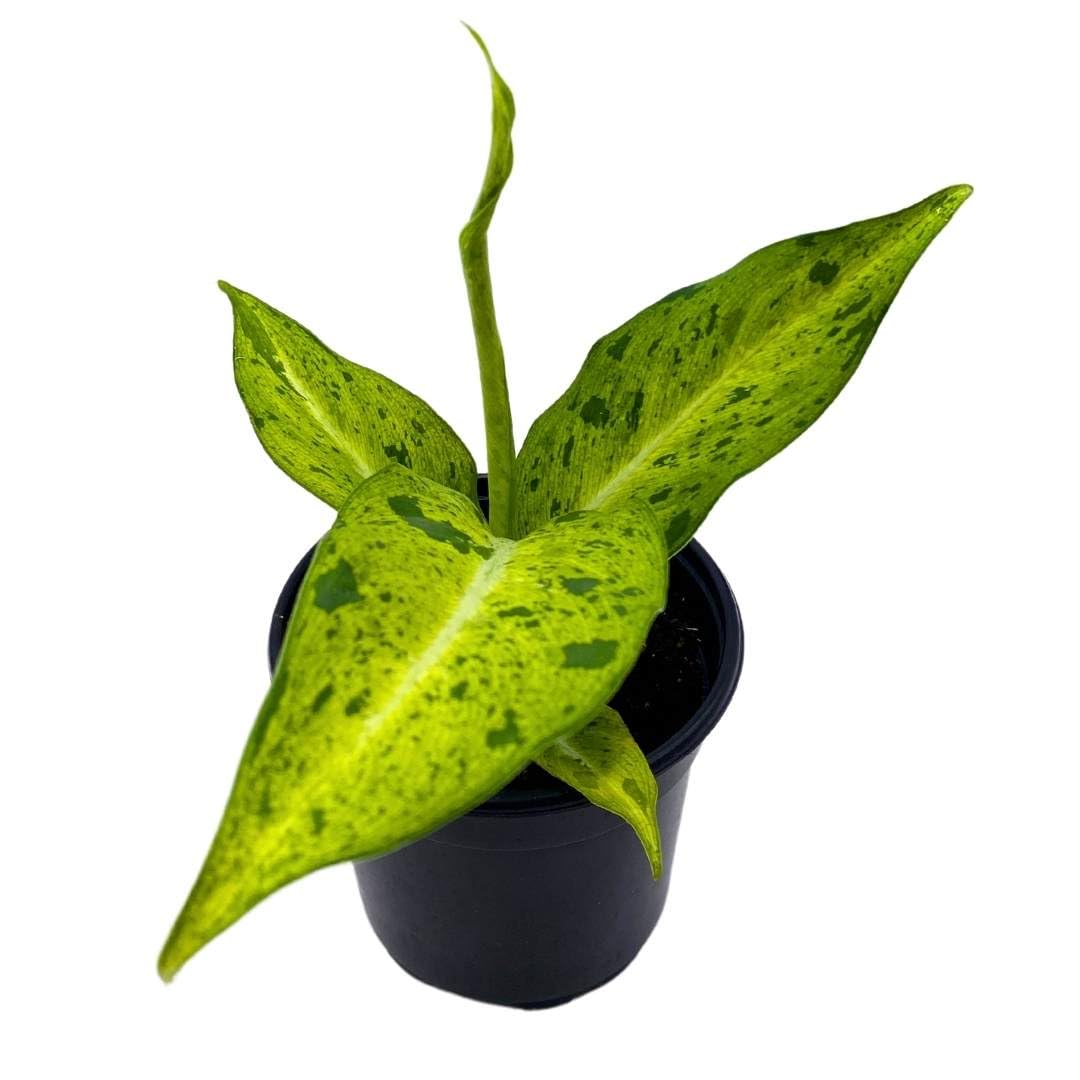 camouflage dieffenbachia BubbleBlooms Dieffenbachia Camouflage in a 4 inch Pot Variegated Dumb – Florida House Plants