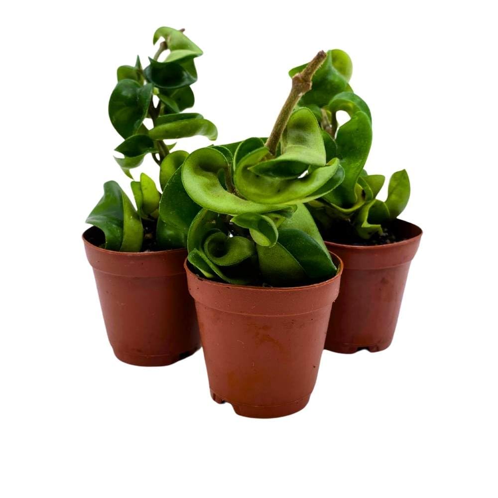 rope succulent plant BubbleBlooms Hoya Green Hindu Rope 2 inch Set of 3 Crinkle Wax Plant P – Florida House Plants