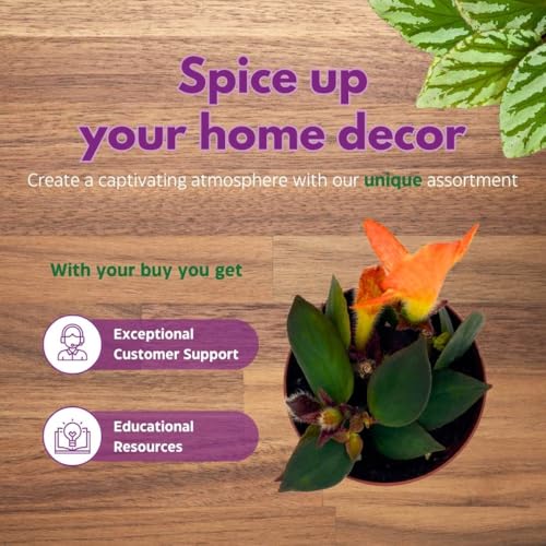 Harmony Foliage Columnea Hot Lips Gloriosa in a 2 inch Pot