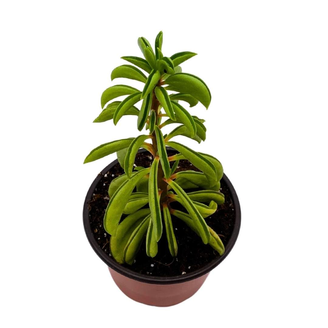 BubbleBlooms Taco Plant in a 3 inch Pot Peperomia axillaris Happy Bean –  Florida House Plants