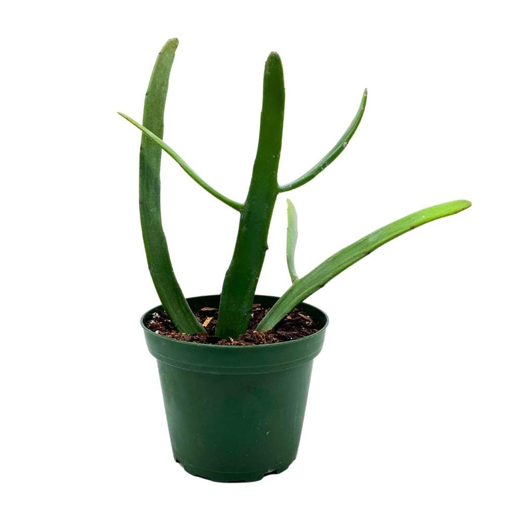 rare cactus house plants BubbleBlooms Euphorbia xylophylloides in a 4 inch Pot Rare Cactus – Florida House Plants