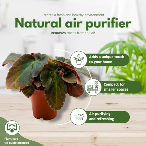 BubbleBlooms Begonia Brazillian Lady Angel Wing 2 inch