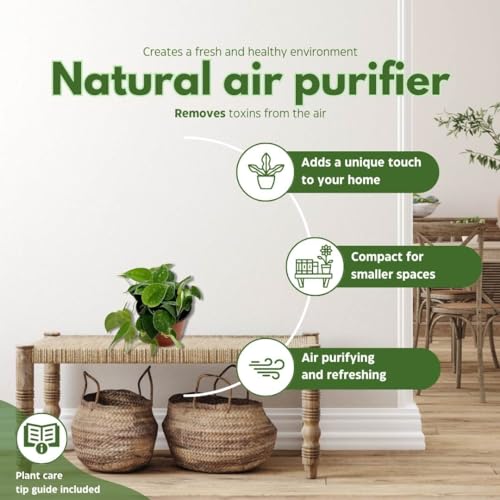 BubbleBlooms Satin Pothos, Scindapsus Pictus, Silver Vine, Silver Cloud, Silk Pothos in 6 inch Pot