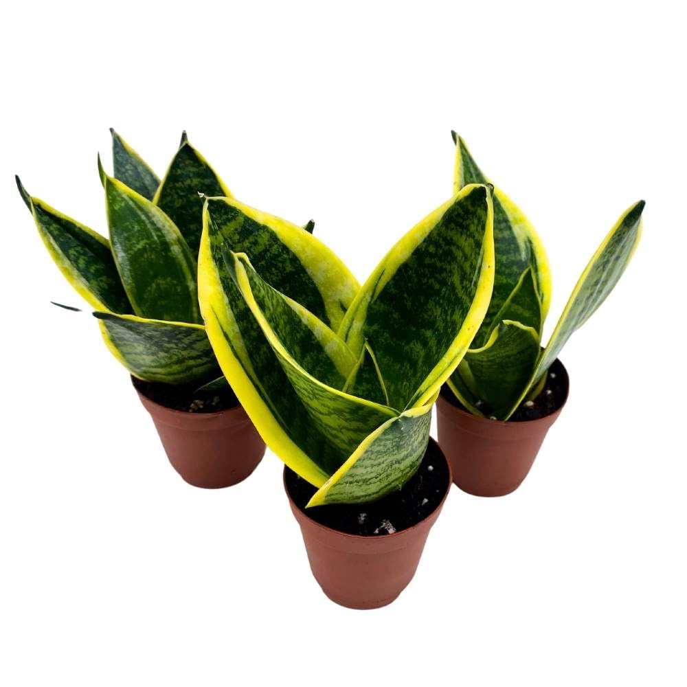 dwarf snake plant varieties BubbleBlooms Dwarf Variegated Sansevieria trifasciata, 2 inch Set of 3 – Florida House Plants