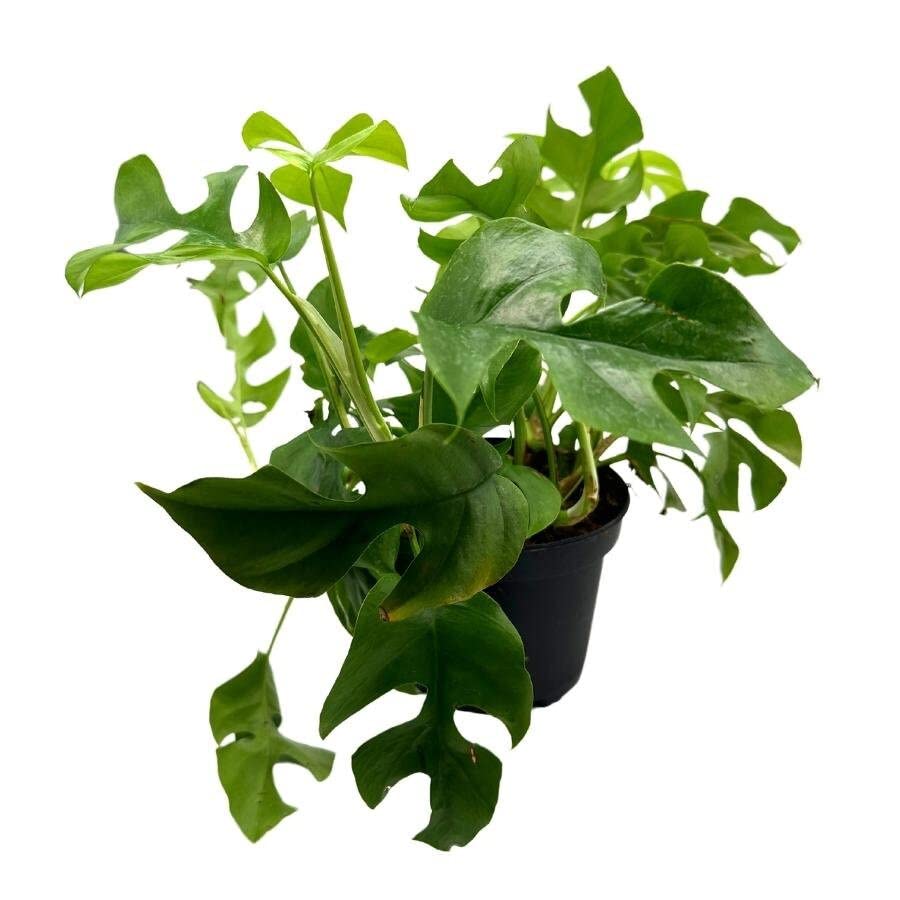 philodendron minima vs monstera minima BubbleBlooms Monstera Minima in a 6 inch Pot Philodendron Minima, Mini Monstera, Dwarf Monstera, Philo Piccolo