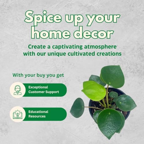 BubbleBlooms Rain Drop Peperomia Polybotrya, 4 inch Raindrop Pep