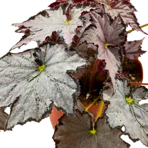 Harmony Foliage Begonia Sierra Silver Mist 4 inch Rhizomatous