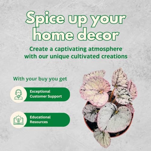 BubbleBlooms Harmony's Silver Dollar Begonia Rex, 4 inch