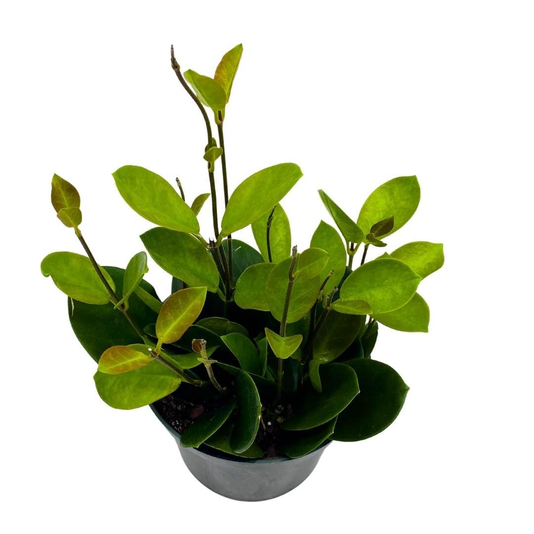 wax house plant BubbleBlooms Hoya Australis in a 6 inch Pot Wax Plant – Florida House Plants