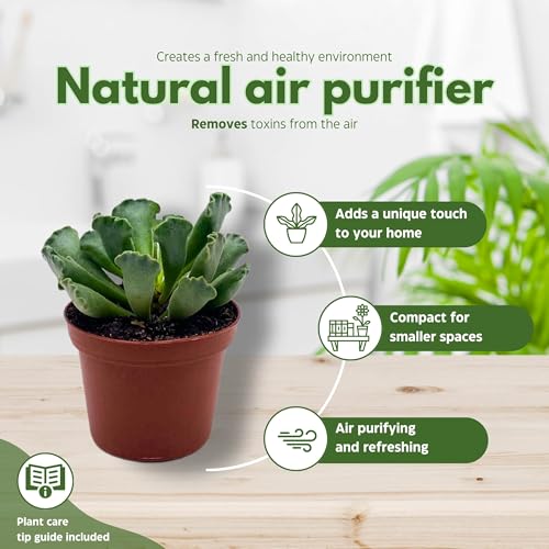 BubbleBlooms Pie Crust Succulent, Key Lime Pie Crinkle Leaf Plant, 3 inch