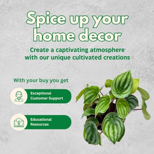 Harmony Foliage Peperomia Watermelon in a 4 inch Pot pep argyreia