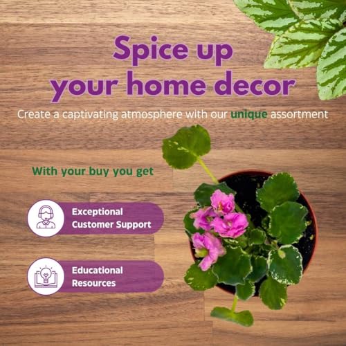 Harmony Foliage African Violet Variegated Irish Ruffles in a 4 inch Pot Pink Flower