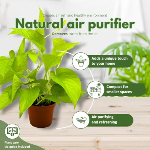 BubbleBlooms Neon Pothos 4 inch Epipremnum aureum