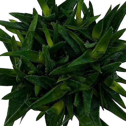 BubbleBlooms Aloe Black Gem in a 6 inch Pot