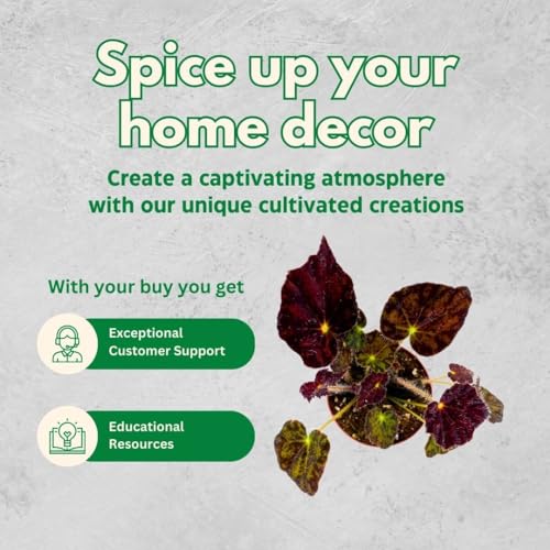 BubbleBlooms Begonia Rex Assortment, in 2 inch pots, Set of 3, Tiny Mini Pixie Plant Begonia Variety Pack