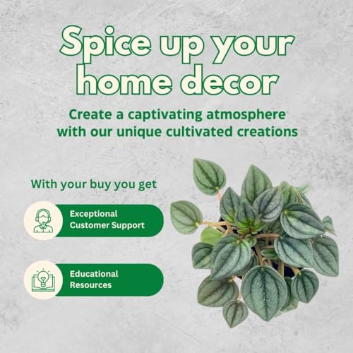 BubbleBlooms Green Ripple Peperomia Frost in a 2 inch Pot Emerald Ripple Pepper, caperata, albovittata