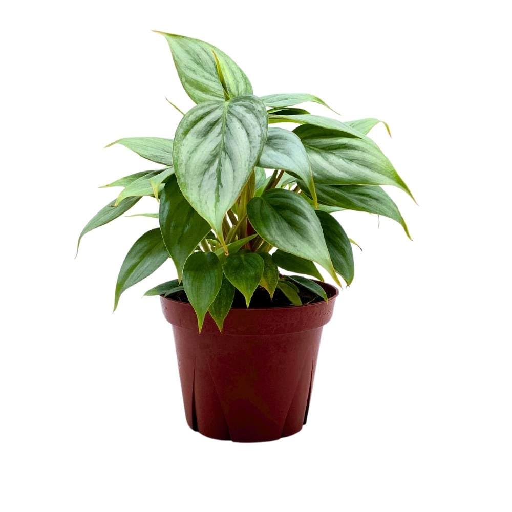 philodendron sodiroi ornatum BubbleBlooms Philodendron Sodiroi Ornatum Silver, Silver-Leaf Philo in – Florida House Plants