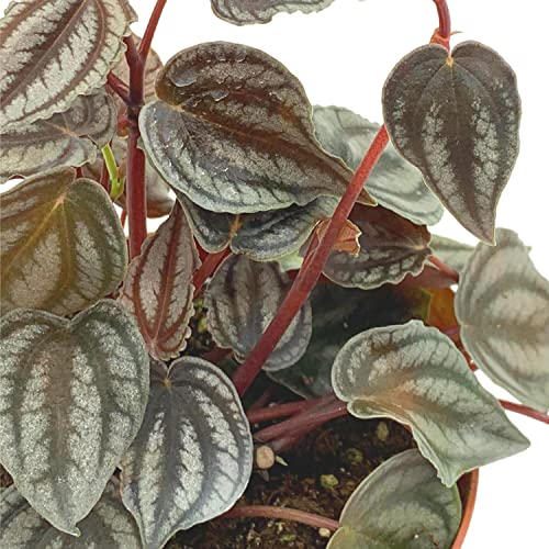 BubbleBlooms Harmony's Peperomia Turboensis in a 4 inch Pot Rare Dark Pep,