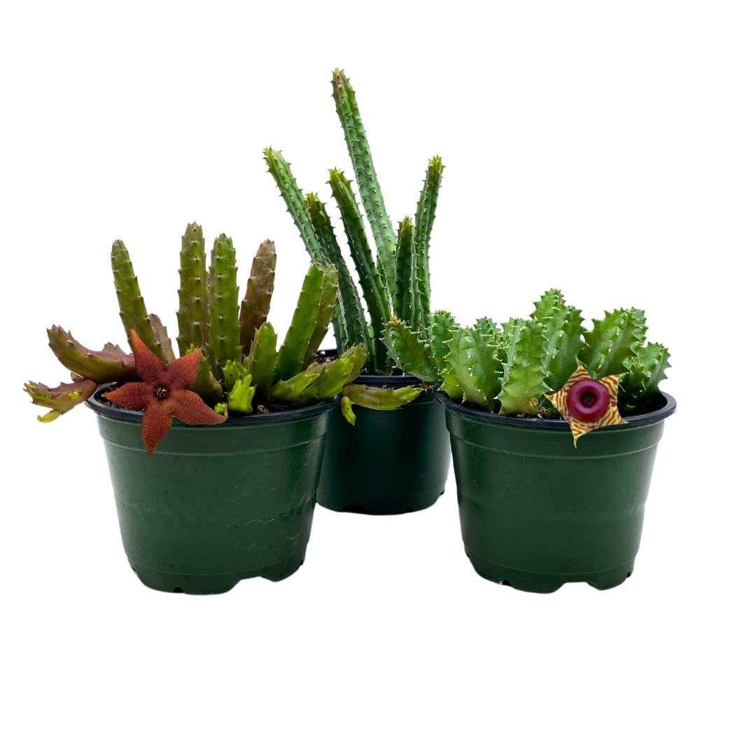 huernia stapelia succulent cactus BubbleBlooms Huernia Stapelia Assortment 3 Different stapelias in 4 inch pots Grower's Choice May Include Lifesaver, Red Dragon, Black Bells