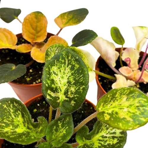 Harmony Foliage Harmony's Variegated African Violet Assortment, 4 inch Set of 5, Rare Saintpaulia Violets Gesneriads
