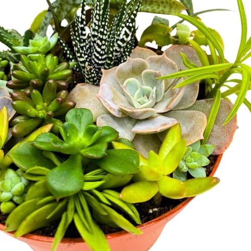 BubbleBlooms Succulent Arrangement in a 6 inch Pot Unique Hand Crafted Plant Designs