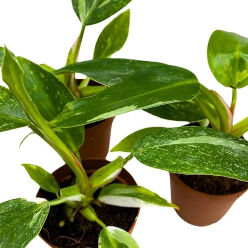 BubbleBlooms Philodendron White Princess, 2 inch Set of 3, Variegated Philo Tiny Mini Pixie Plants