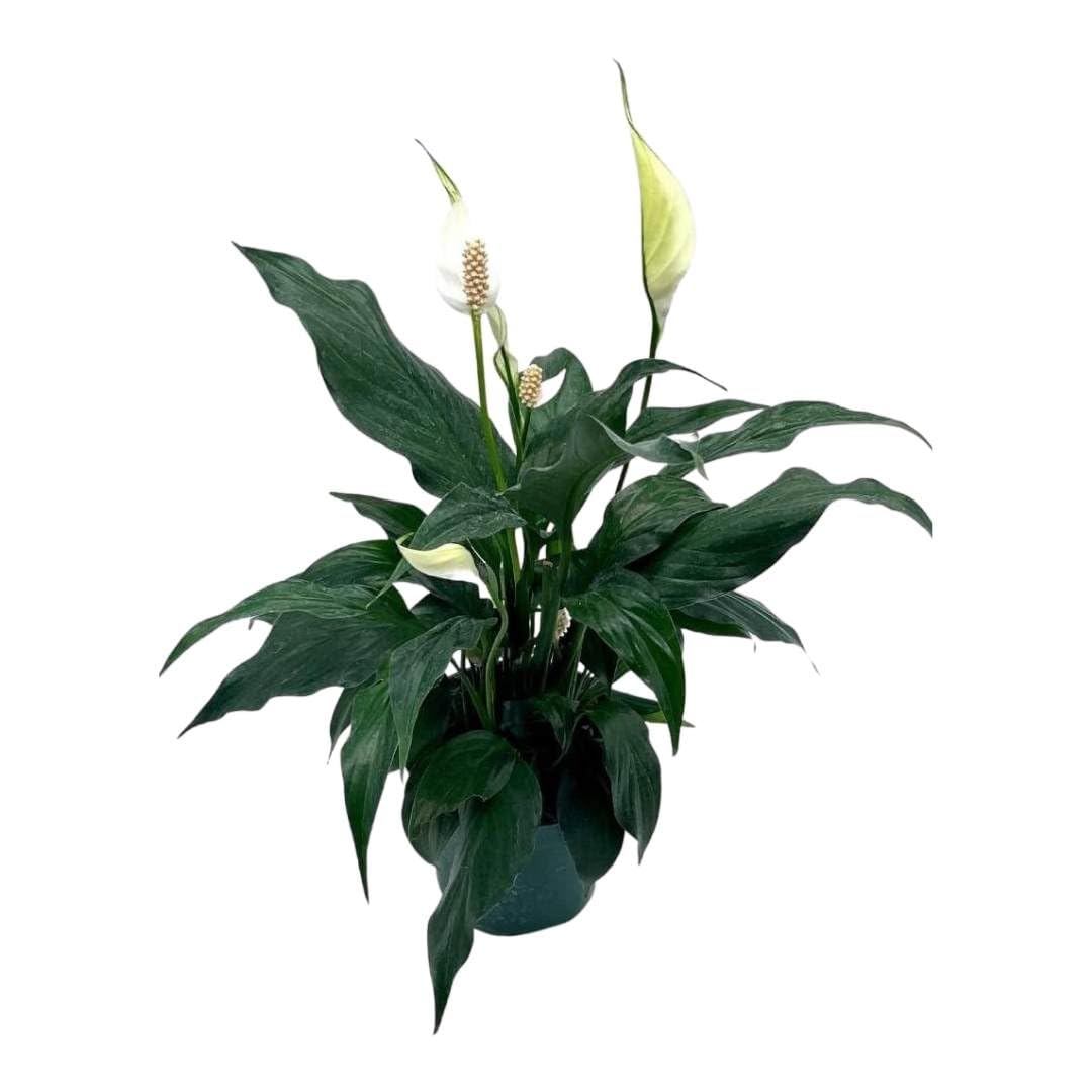 4 inch peace lily BubbleBlooms Peace Lily in a 4 inch Pot Spathiphyllum Wallisii, White Sails, Spathe Flower