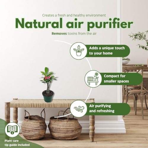 BubbleBlooms Desert Rose in a 4 inch Pot Adenium Obesum, White and Pink Flower