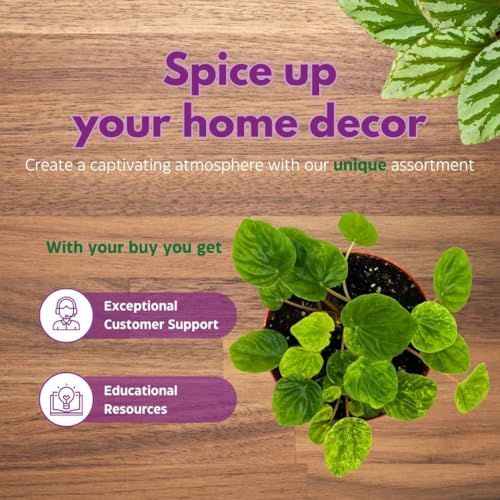 Harmony Foliage Peperomia Freckles Variegated Green Emerald Ripple in a 4 inch Pot