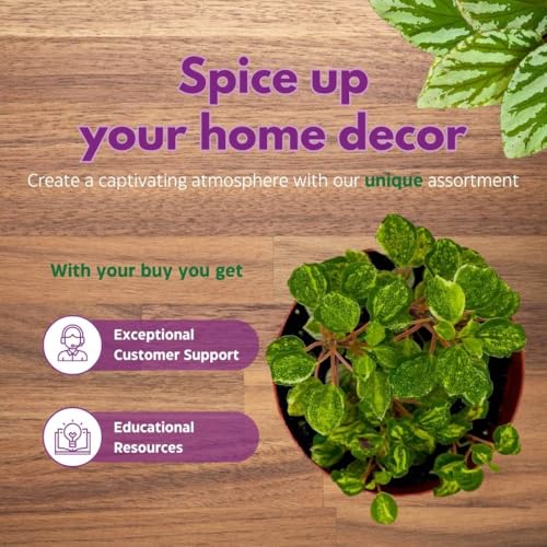 Harmony Foliage Peperomia Meridana Variegated in a 4 inch Pot