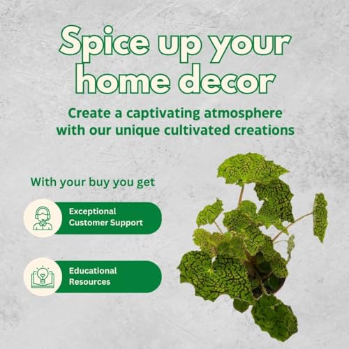 Deco Checks, Green Rhizomatous Begonia Rhizo, 4 inch Painted-Leaf Begonia, Variegated