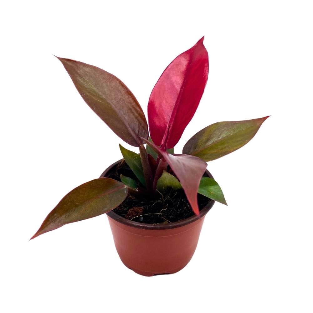 full grown philodendron sun red BubbleBlooms Sun Red Philodendron in a 4 inch Pot Bright Red Philo – Florida House Plants