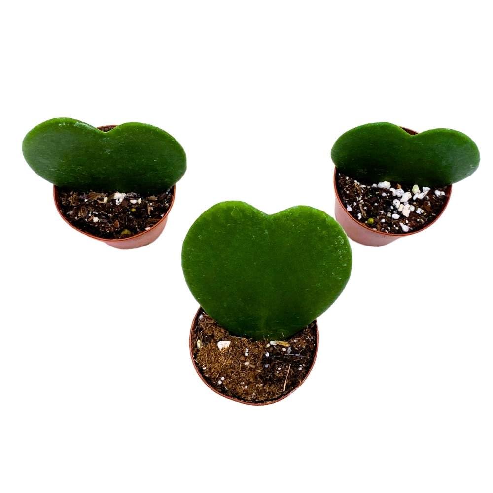 tiny heart succulent BubbleBlooms Green Hoya Kerrii, 2 inch Set of 3, Sweetheart Plant Vale – Florida House Plants