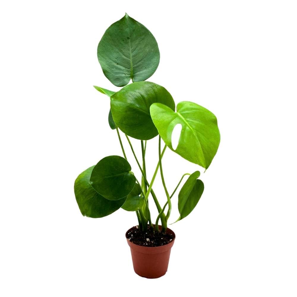 monstera deliciosa florida BubbleBlooms Monstera Deliciosa, 4 inch Split-Leaf Philo, Original Swiss Cheese Philodendron, Minimal Holes