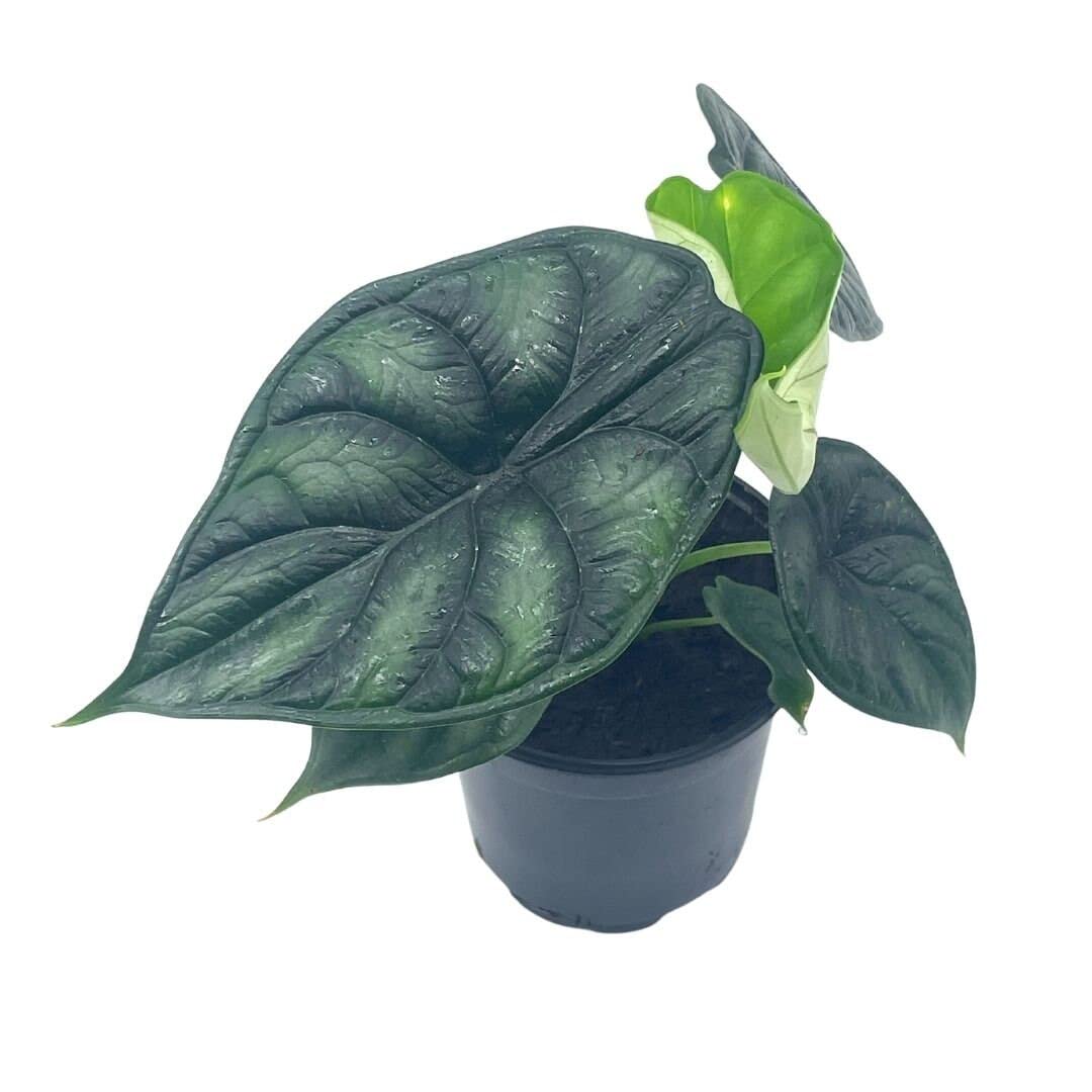 philodendron black dragon BubbleBlooms Alocasia Dragon Scale, Alocasia Baginda, Black Dragon Sca – Florida House Plants