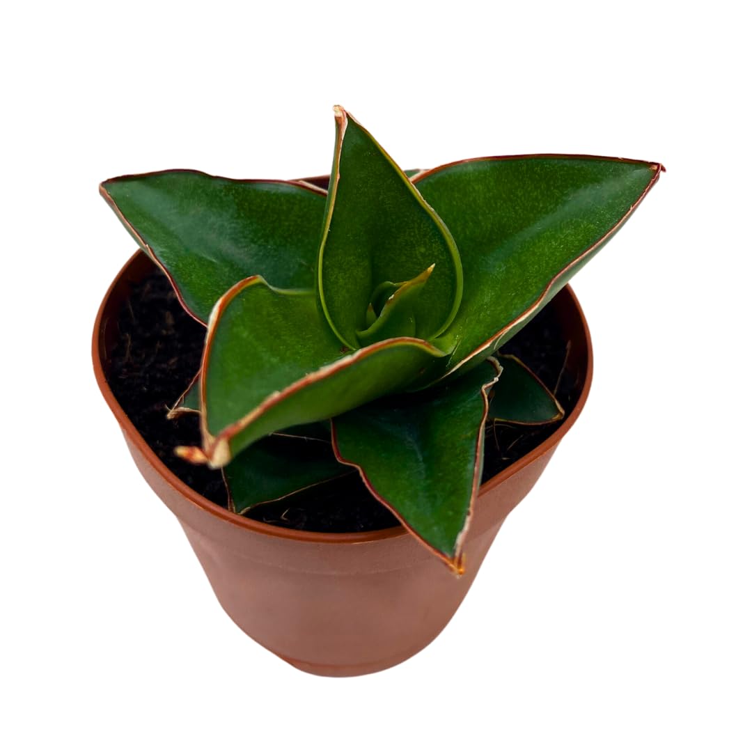 dwarf samurai snake plant BubbleBlooms Sansevieria Samurai Dwarf 2 inch Blue Star Snake Plant