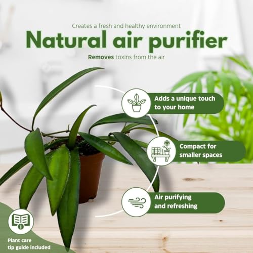 BubbleBlooms Hoya Wayetii 2 inch