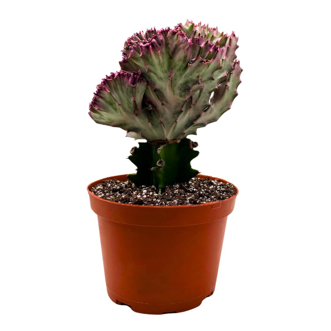 pink house plants BubbleBlooms Variegated Pink Mermaid Tail Cactus 4 inch – Florida House Plants