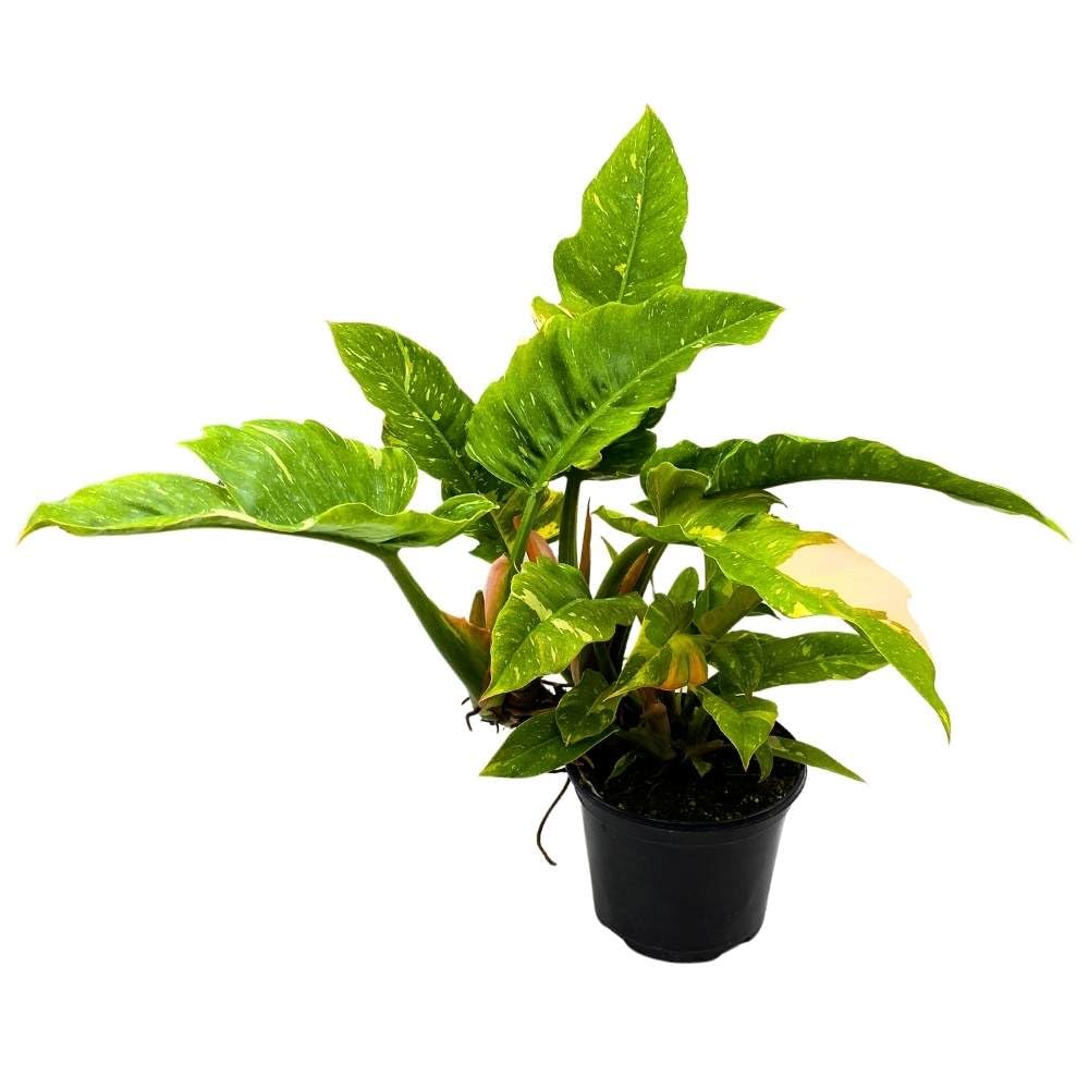 rare philodendron collection BubbleBlooms Philodendron Ring of Fire 6 inch Henderson's Pride Rare V – Florida House Plants