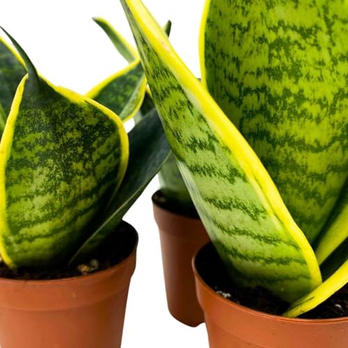 BubbleBlooms Dwarf Variegated Sansevieria trifasciata, 2 inch Set of 3, Snakeplant Rosettes