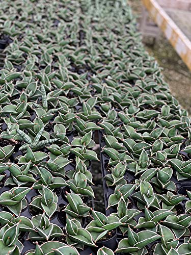 BubbleBlooms Sansevieria Samurai Dwarf (Sansevieria ehrenbergii Banana) Blue, Sword, Seleb Sansevieria, East African Wild Sisal