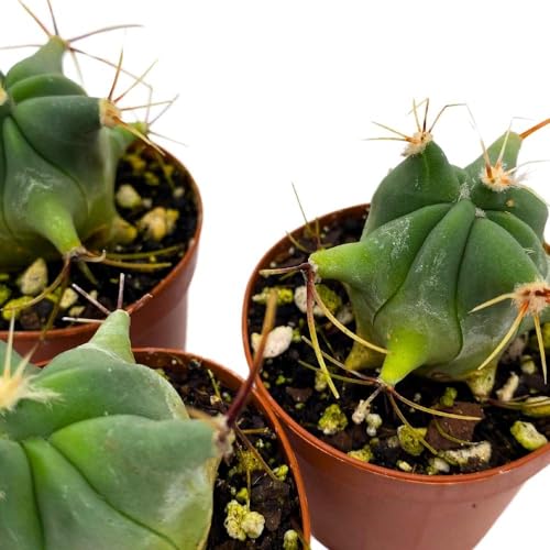BubbleBlooms Ferocactus Emory's Barrel Cactus, 2 inch Set of 3, Coville's echidne Tiny Mini Pixie Plants