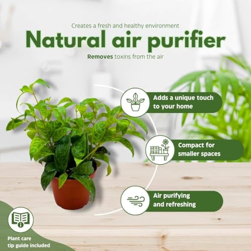 BubbleBlooms Black Pagoda Lipstick Plant in a 4 inch Pot