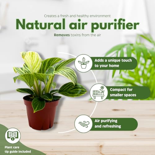 BubbleBlooms Philodendron Birkin Variegated 4 inch