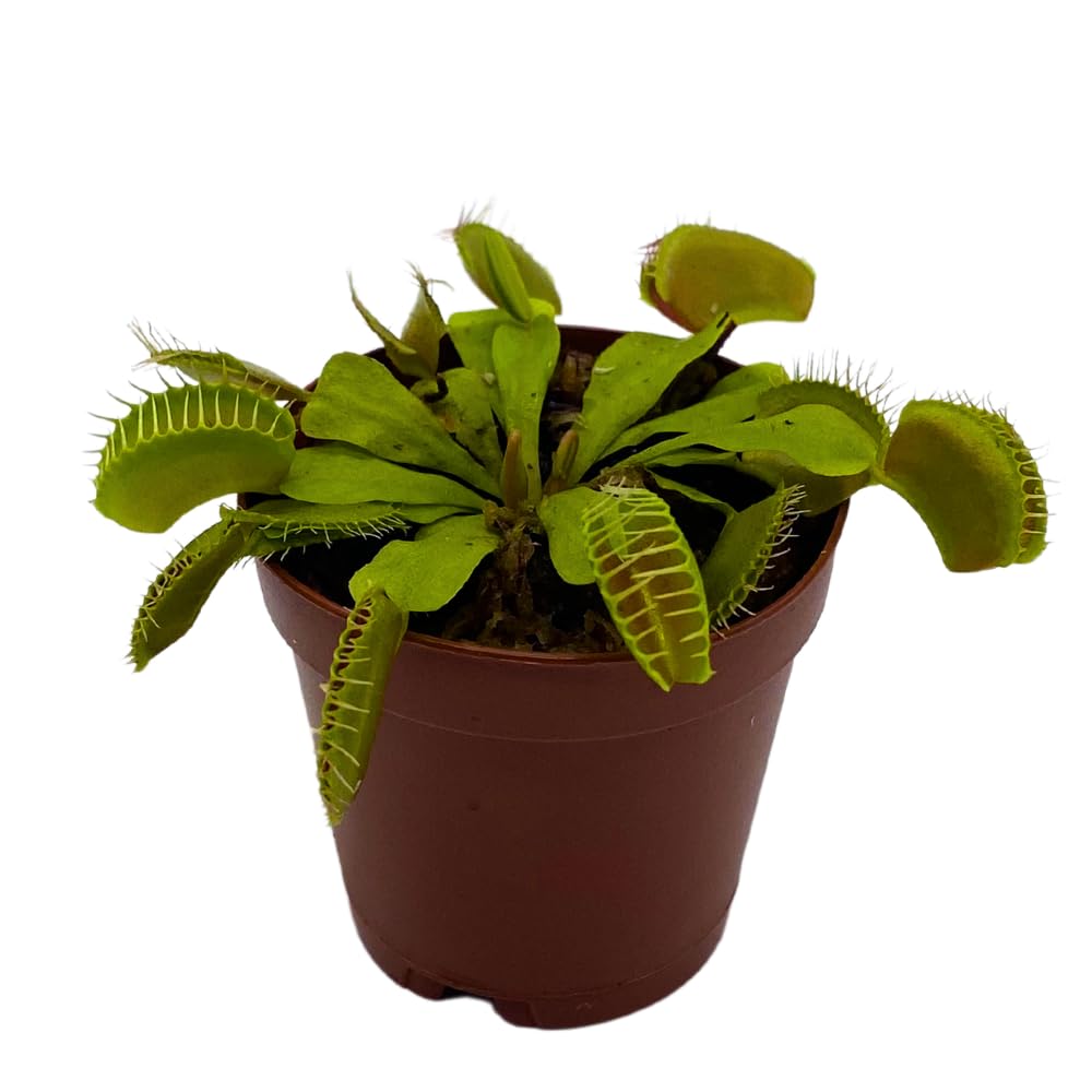 fly trap indoor plant BubbleBlooms Red Venus Fly Trap, Carnivorous Plant, Venus's Flytrap, Dionaea muscipula, Fine Comb Saw Tooth, 2 inch Pot