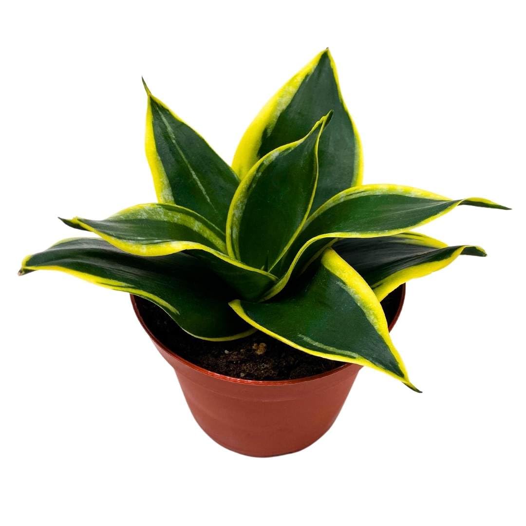 sansevieria jade marginata BubbleBlooms Sansevieria Marginata Jade in a 4 inch Pot