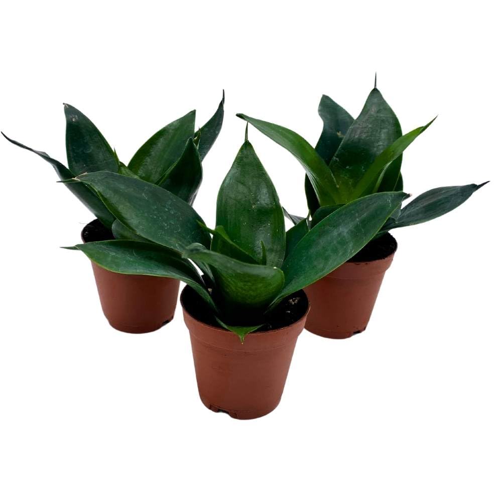 snake plant black jade BubbleBlooms Jade Snake Plant 2 inch Set of 3 All Green Dwarf Rosette Sansevieria Tiny Mini Pixie Plants