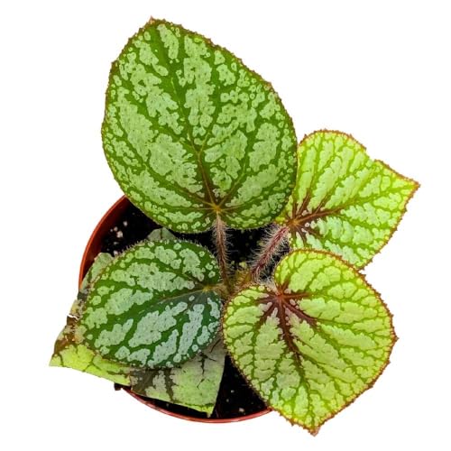 Begonia U309 4 inch Rhizomatous Begonia Rhizo Green White