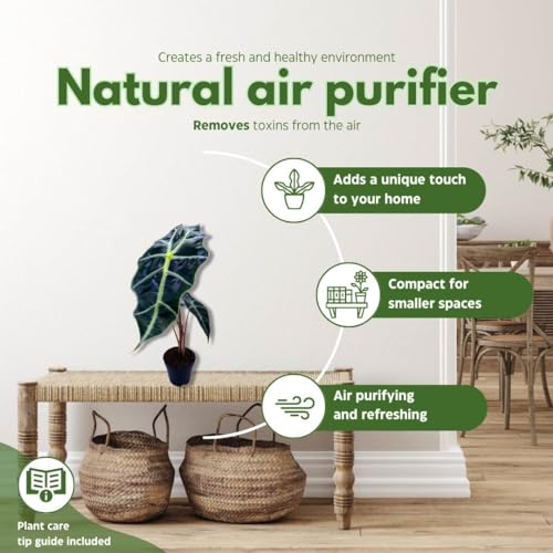 BubbleBlooms Alocasia African Mask, Kris Plant, Alocasia Polly Elephant Ear in 2 inch Pot Cute Pixie Plant