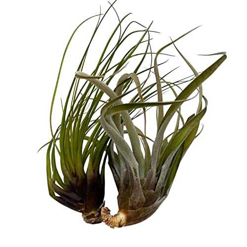 BubbleBlooms Large Tillandisa Assorment, Set of 2 Large-Sized Bare-Root airplants